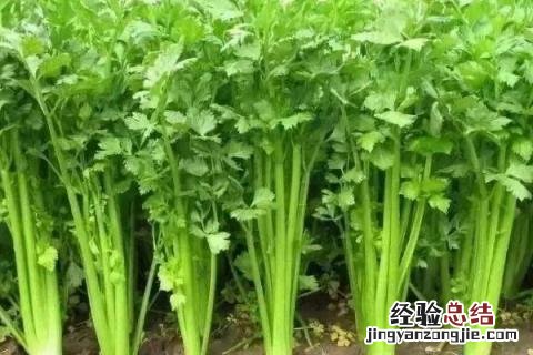 七八月份适合种什么农作物黑龙江 七八月份适合种什么农作物