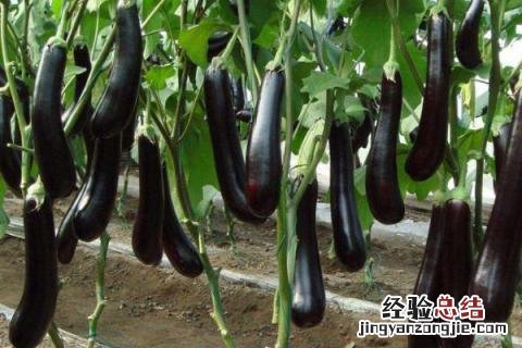 七八月份适合种什么农作物黑龙江 七八月份适合种什么农作物