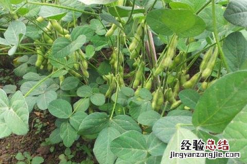 5月份有什么农作物 5月份种植什么农作物
