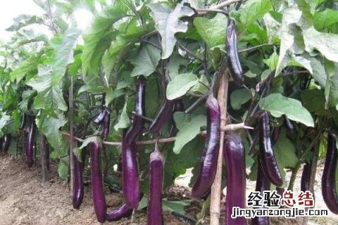 5月份有什么农作物 5月份种植什么农作物