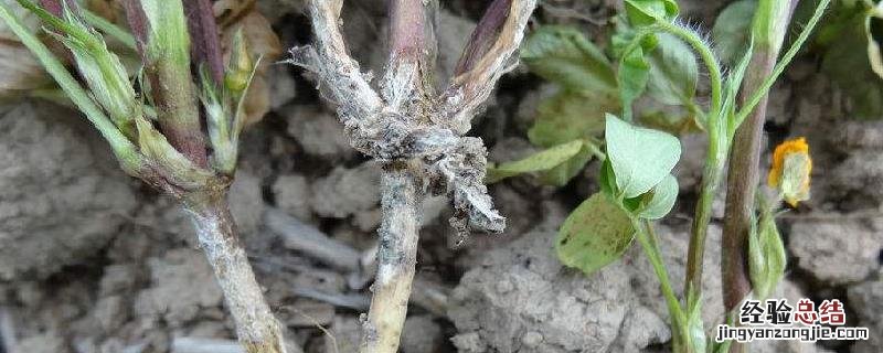 白绢病用什么治最好 白绢病有特效药吗,是什么引起的