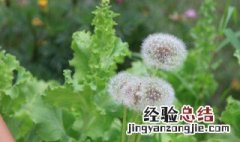 炒蒲公英的功效与作用 炒熟的蒲公英有什么好处