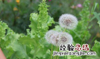 炒蒲公英的功效与作用 炒熟的蒲公英有什么好处