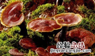灵芝的功效与作用及禁忌 灵芝的作用是什么