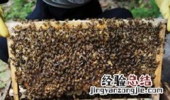 怎样防止冬天蜜蜂出巢冻死 避免冻死采集蜂的方法