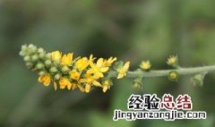 龙芽草的功效与作用 龙芽草图片 龙芽草的功效与作用