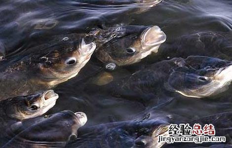 鱼类浮头的原因及防治方法 鱼类浮头的几种情况及应对措施