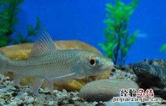 赤眼鳟生态养殖技术 赤眼鳟生态养殖技术研究