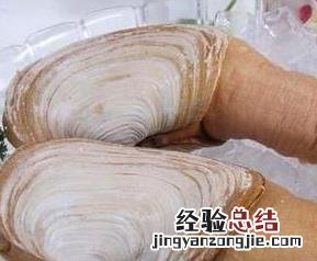 象拔蚌的营养价值及食用方法 象拔蚌的营养成分
