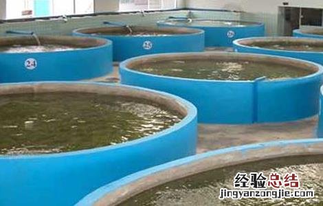 工厂化养鱼效益分析 工厂化养鱼关键技术及发展策略