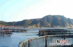 工厂化养鱼效益分析 工厂化养鱼关键技术及发展策略