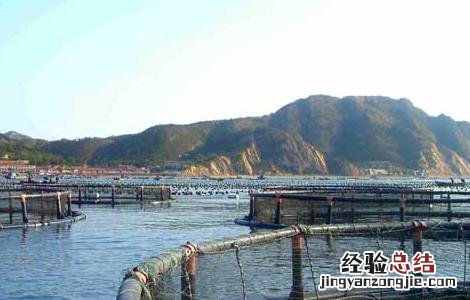 工厂化养鱼效益分析 工厂化养鱼关键技术及发展策略