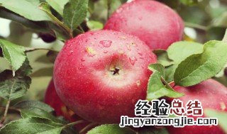 红苹果的功效与作用 红苹果的功效与作用介绍