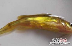 黄颡鱼大规格鱼苗的驯化方法是 黄颡鱼大规格鱼苗的驯化方法