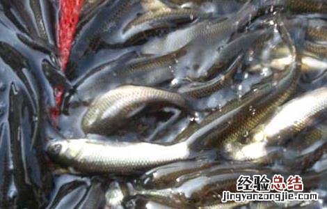 草鱼多少钱一斤 草鱼&amp;quot;新三病&amp;quot;的防治方法