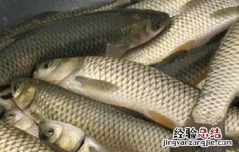 草鱼多少钱一斤 草鱼&amp;quot;新三病&amp;quot;的防治方法