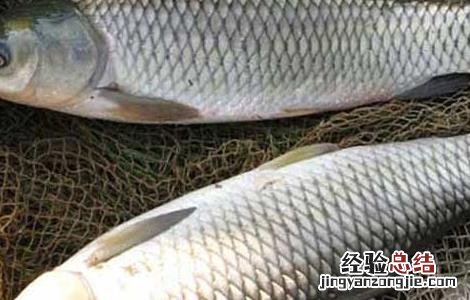 草鱼多少钱一斤 草鱼&amp;quot;新三病&amp;quot;的防治方法