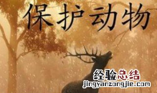 保护动物人人有责的短语 保护动物人人有责的长句子
