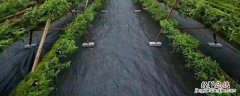 盖了防草布怎么施肥，防草布和地膜哪个更好
