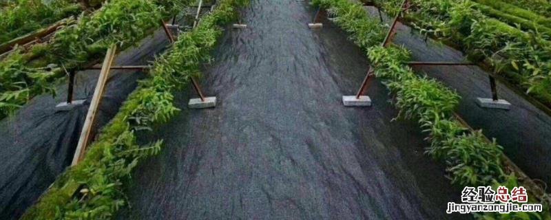 盖了防草布怎么施肥，防草布和地膜哪个更好