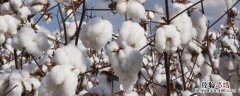 棉花免打顶剂药品名称种类有哪些?化学药物打顶效果如何?打顶后几天可以打封顶药