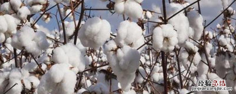 棉花免打顶剂药品名称种类有哪些?化学药物打顶效果如何?打顶后几天可以打封顶药