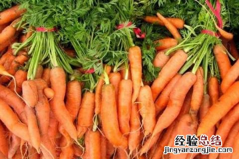 北方8月份适合种什么农作物 南方8月份适合种什么农作物