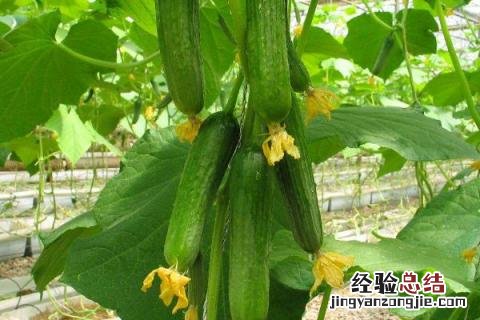 北方8月份适合种什么农作物 南方8月份适合种什么农作物