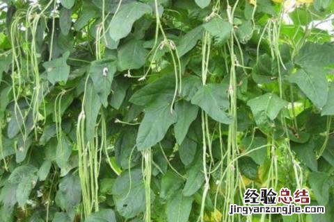 北方8月份适合种什么农作物 南方8月份适合种什么农作物
