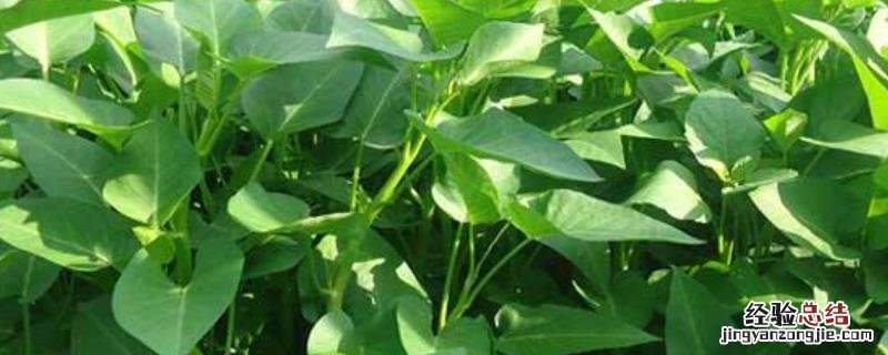 空心菜可以晒干做干菜吗,吃多了有什么坏处吗