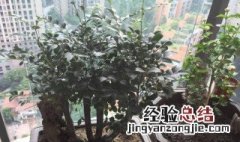 紫檀树怎么养 长得快