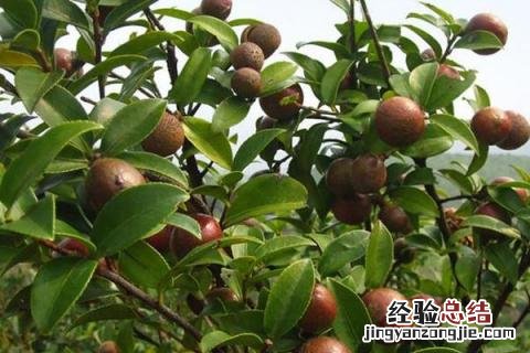 四川主要种植什么农作物 四川主要农作物是什么