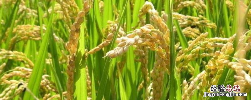 四川主要种植什么农作物 四川主要农作物是什么