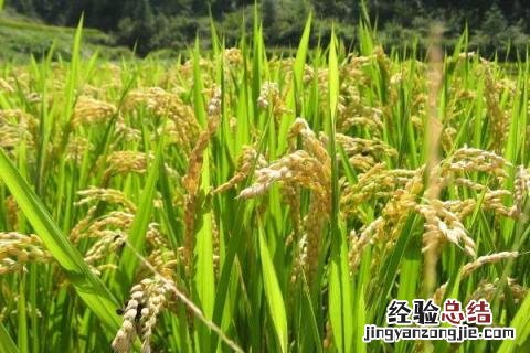 四川主要种植什么农作物 四川主要农作物是什么