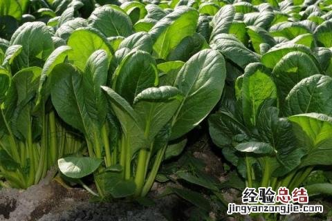 立秋种植什么农作物 立秋种什么农作物