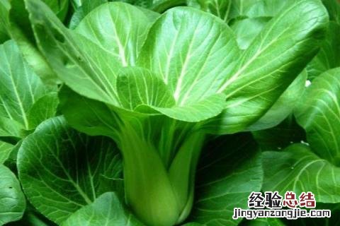 立秋种植什么农作物 立秋种什么农作物
