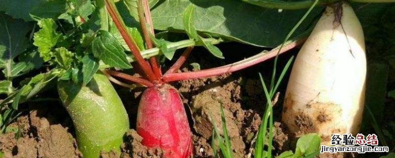 立秋种植什么农作物 立秋种什么农作物