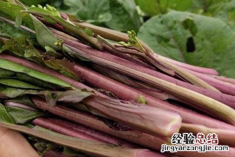 立秋种植什么农作物 立秋种什么农作物