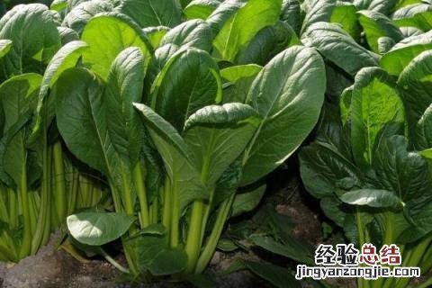 寒带种植什么农作物 寒露适合种什么农作物