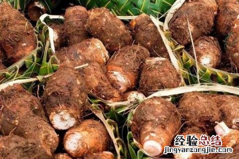 寒带种植什么农作物 寒露适合种什么农作物