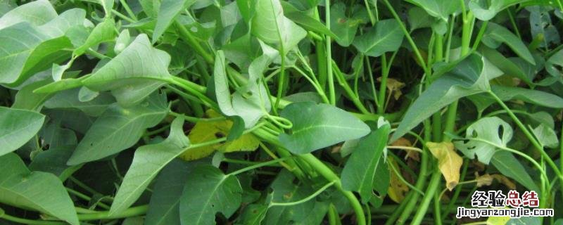 空心菜黄叶病是什么原因，用什么肥和药