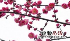 梅花的作用对身体有什么帮助和好处 梅花的作用对身体有什么帮助