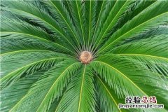 铁树多少年才第一次开花? 铁树开花多少年一次