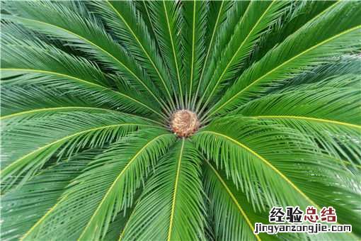 铁树多少年才第一次开花? 铁树开花多少年一次