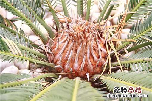 铁树多少年才第一次开花? 铁树开花多少年一次