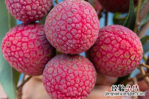 我国荔枝有哪些品种最好 我国荔枝有哪些品种