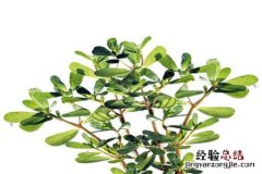 马齿苋的功效与作用具体有哪些 马齿苋的功效与作用具体有哪些副作用