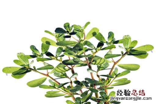马齿苋的功效与作用具体有哪些 马齿苋的功效与作用具体有哪些副作用