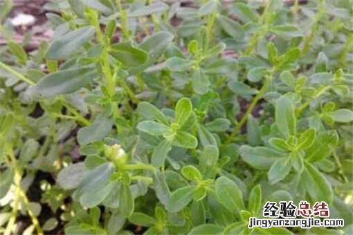 马齿苋的功效与作用具体有哪些 马齿苋的功效与作用具体有哪些副作用