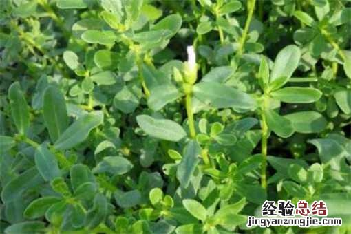 马齿苋的功效与作用具体有哪些 马齿苋的功效与作用具体有哪些副作用
